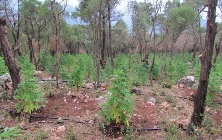 Arrestohet 21 vjeçarja nga Shkodra, kishte mbjellë parcela me kanabis