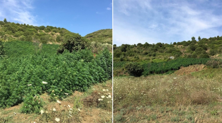 38 mijë rrënjë cannabis sattiva asgjesohen në mbarë vendin, asnjë autor në pranga