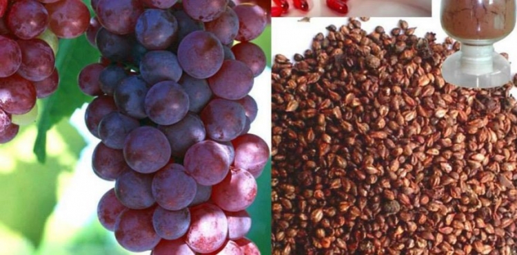 Ekstrakti i farës së rrushit lufton venat e zgjeruara