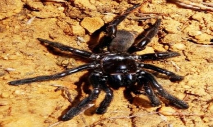 Vritet merimanga më e vjetër në botë, nuk do ta besoni cili është vrasësi