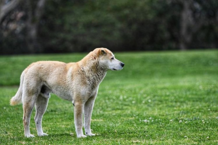 Njihuni me qenin që jeton vetëm prej 13 vitesh në një park. Zbuloni sekretin e tij! [FOTO]