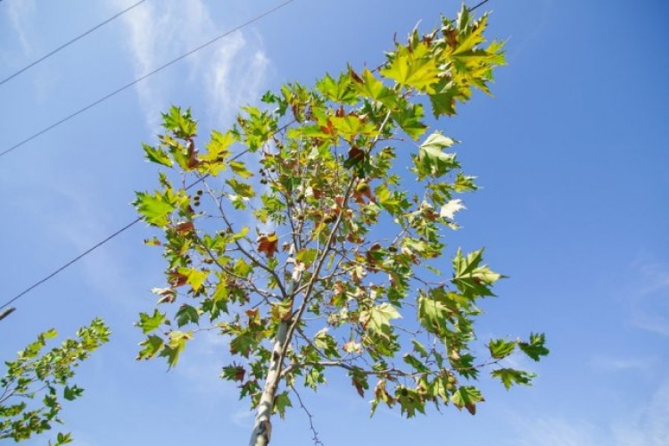 Bashkia e Tiranë vijon mbjelljen e pemëve te Unaza e Madhe, shtohen edhe 100 të tjera
