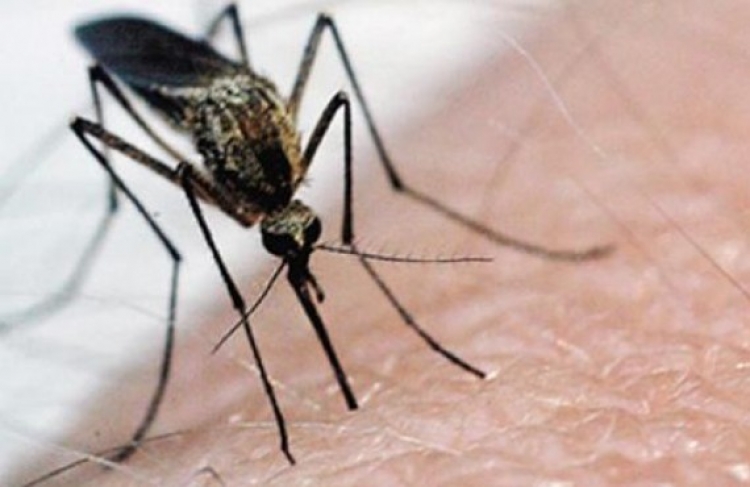 Alarmi për virusin e Nilit, Ministria e Shëndetësisë jep këshillat