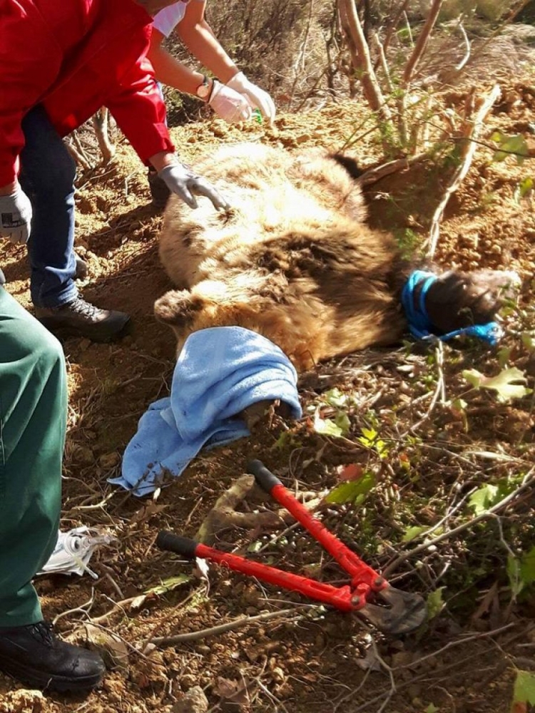 Pas dy ditësh lëngimesh, shpëtohet ariu i kapur nga fshatarët e Elbasanit [FOTO]