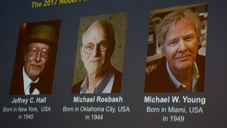 Tre shkencëtarë marrin çmimin Nobel për Mjekësinë. Shpjeguan misteret e orës biologjike