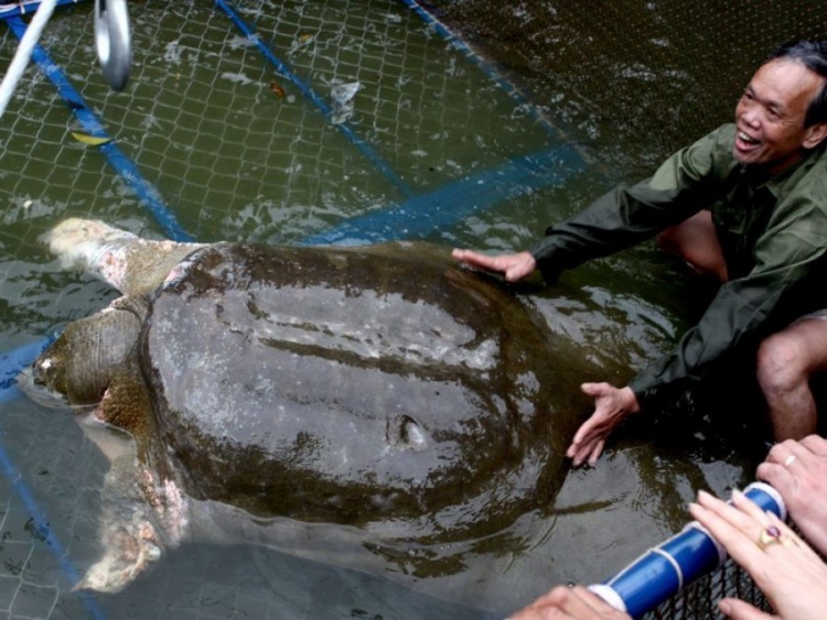 Në Kinë ngordh një ndër 4 breshkat më të rralla në botë…