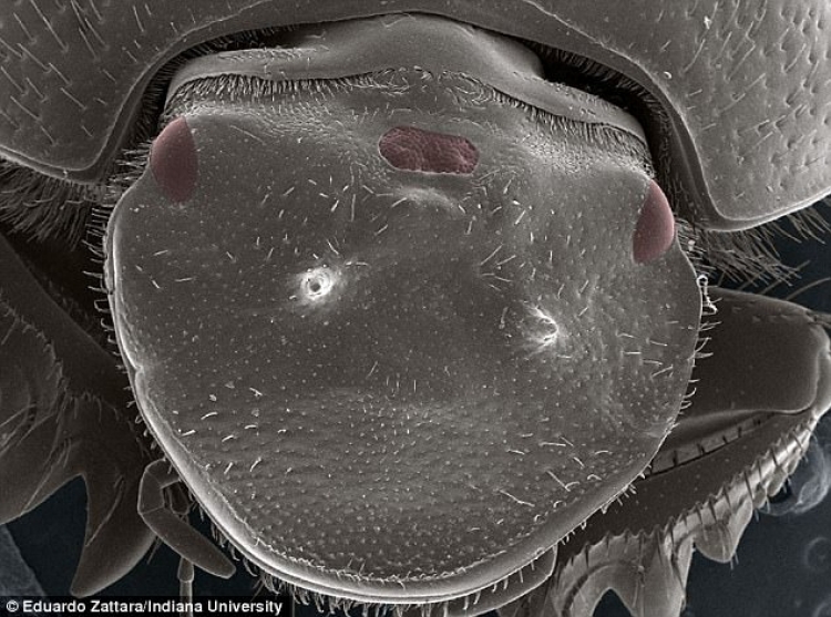 E pabesueshme, krijohet insekti me tre sy [FOTO/VIDEO]