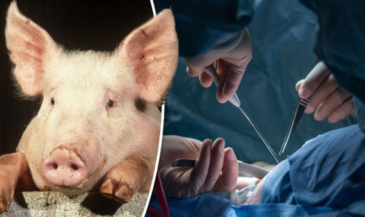 Evolucion, zemra e derrit do përdoret për transplant tek njerëzit! Ja kur do të jetë e mundur…
