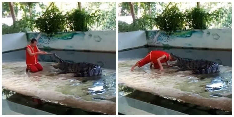 Momenti horror kur krokodili kafshon kokën e kujdestarit të kopshtit zoologjik dhe e hedh tutje! [VIDEO]