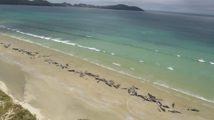 Katastrofë, gjenden 145 balena të ngordhura