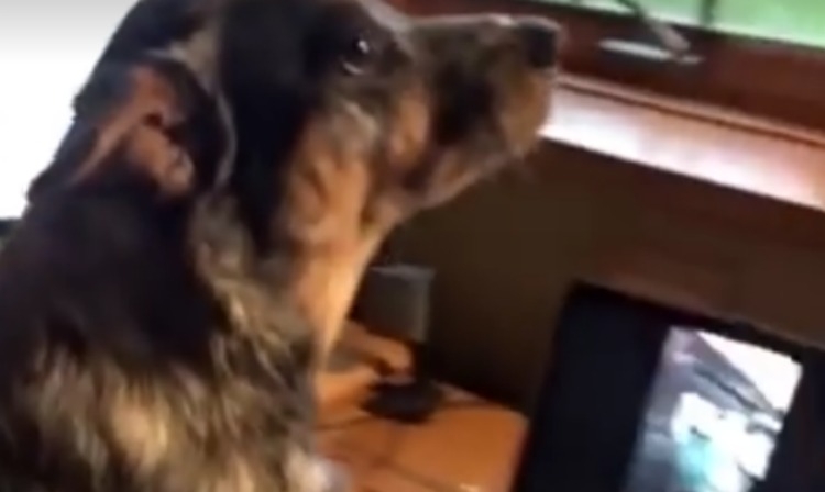 Ky qen habit, i sfidon të gjithë në sfidën “Mannequin Challenge” [VIDEO]