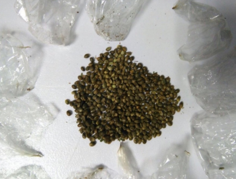 Lezhë, policia ndalon burrin që rrihte të shoqen, ia gjen shtëpinë plot me fara kanabisi