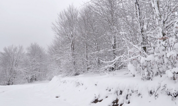 Reshjet e dëborës, bllokojnë Dibrën! Mësohet se 30% e njësive administrative janë pa energji elekrtike