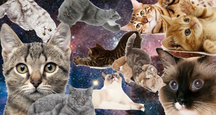 Sot është dita ndërkombëtare e maceve, ja disa kuriozitete interesante rreth tyre
