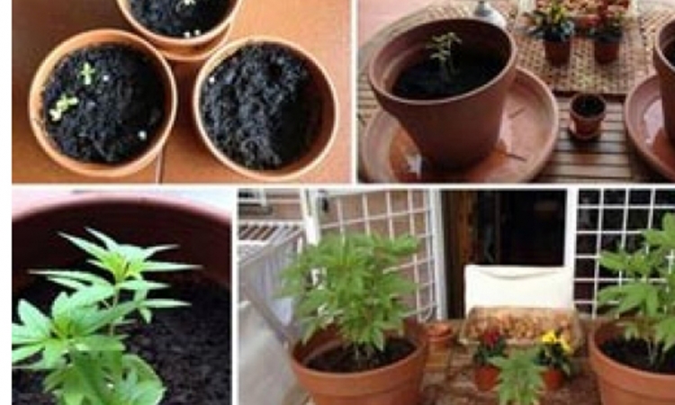 Kanabis në vazo, në pranga 34-vjeçari në Berat