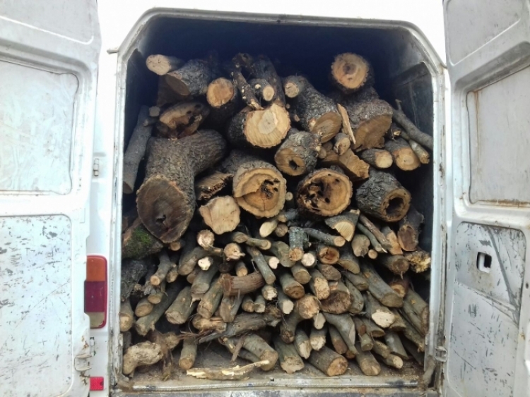 Gramsh, sekuestrohen 8.5 metër kub lëndë drusore pa dokumentacionin përkatës, arrestohen shtetasit me iniciale M.N., 51 vjeç dhe S.K., 39 vjeç