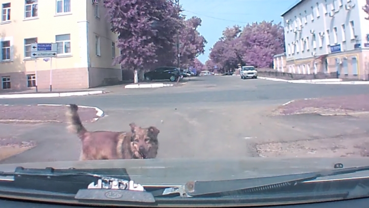 Qeni e paralajmëroi se do të bënte aksident, por shoferi nuk ia vuri veshin [Video]