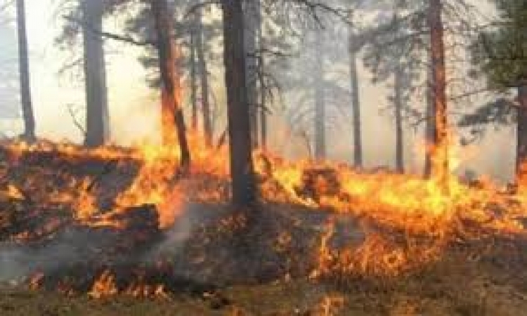 Zjarr i fuqishëm në Lezhë, rrezikohen banesat