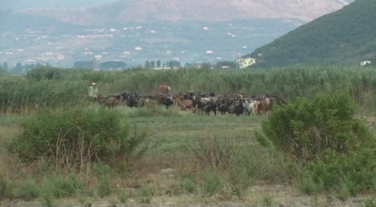 Antraksi në Gjirokastër, shfaqen 4 vatra të reja