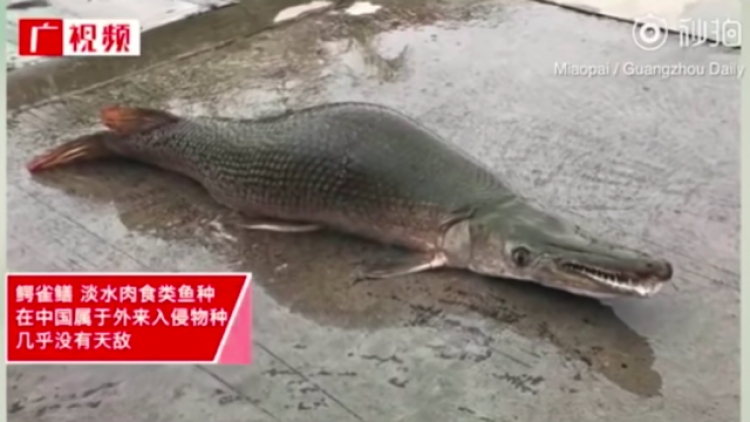 Krijesa që po tremb Kinën, me trup peshku dhe nofull krokodili [VIDEO]