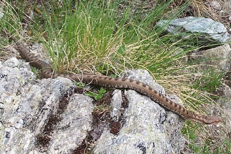 E frikshme! Turistët hedhin gjarpërinj me përmasat e një pitoni në Mat