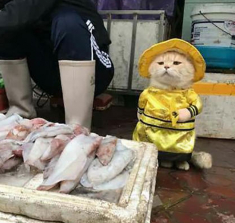 Macja ‘Dog’ tregtari më i suksesshëm i peshkut [FOTO]