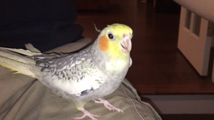 Papagalli imiton zilen e “Iphone”, do të mekeni së qeshuri[VIDEO]