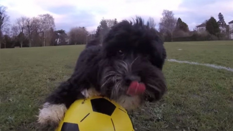 Ky qen ka aftësi të jashtëzakonshme me topin