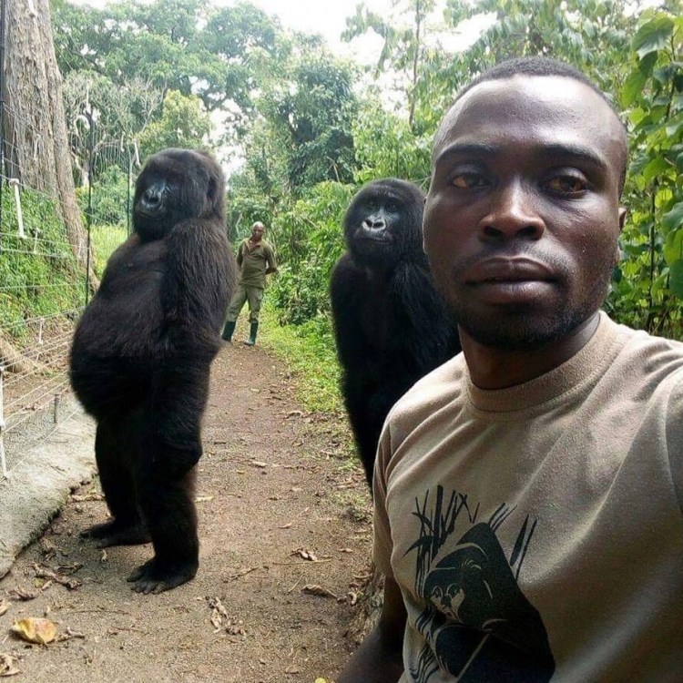 Leksione nga gorillat…si të bësh një selfie [FOTO]