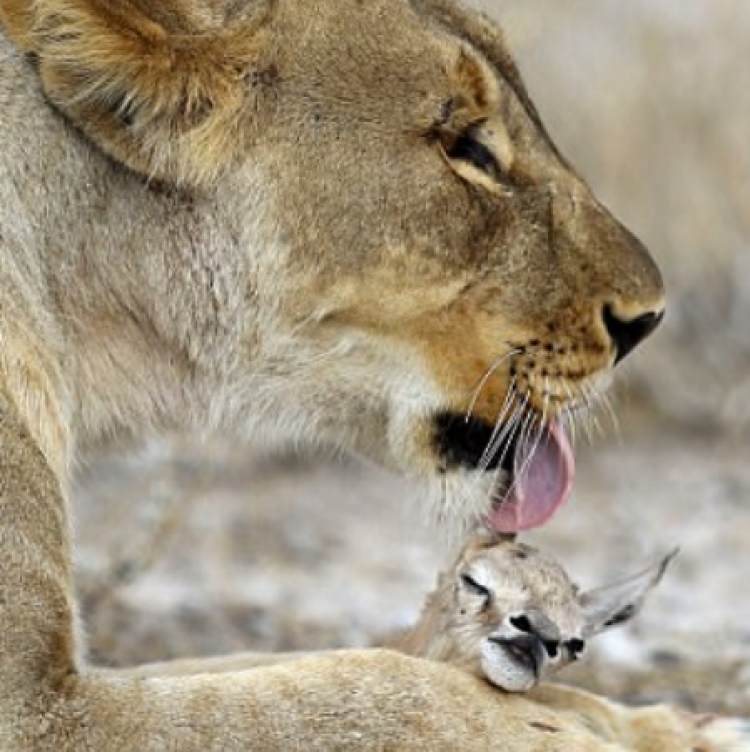 ‘Mos ki frikë nuk të ha’, instikti i nënës luaneshë ‘thyen’ natyrën [FOTO]