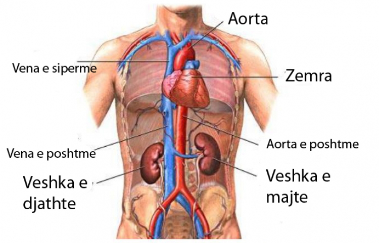 E dini se pa këto 6 organe të trupit mund të jetojmë? I zbuloni tani!