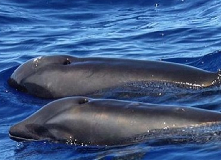 Zbulohet krijesa hibride, një delfin-balenë, shihni si duket [FOTO]