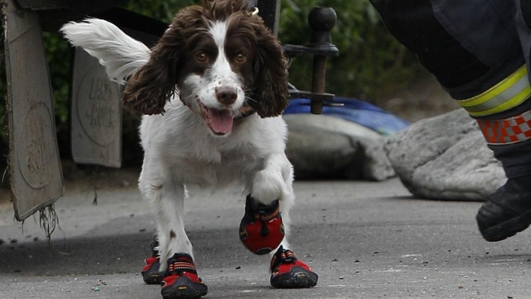 Policia zvicerane u bën thirrje pronarëve të qenve: Vishini me këpucë gjatë valës së nxehtë