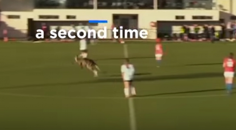 Australi, kur kanguri 'rrëmben' ndeshjen e futbollit [VIDEO]